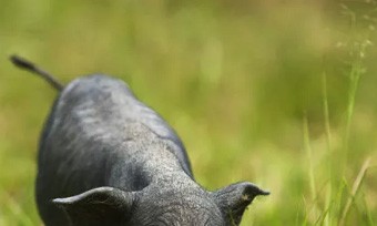 生態農業、生物農業、精準農業，未來農業發展的新趨勢